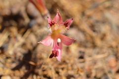 Alstroemeria diluta