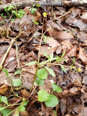 Ranunculus micranthus
