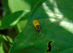 Chauliognathus flavipes