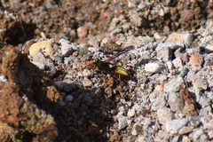 Polistes comanchus