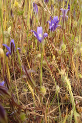 Brodiaea