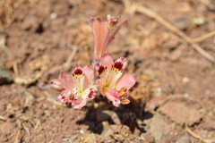 Alstroemeria diluta
