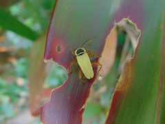 Chauliognathus saltator