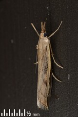 Orocrambus