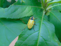 Chauliognathus flavipes
