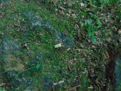 Chauliognathus saltator