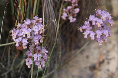 Dilatris ixioides