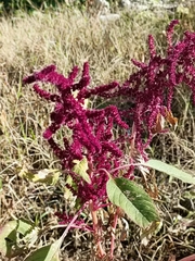 Amaranthus