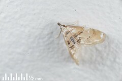Trichophysetis cretacea