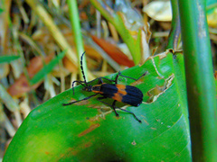 Daiphron mediofasciatum