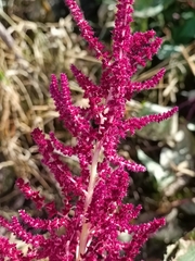 Amaranthus