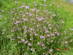 Lythrum