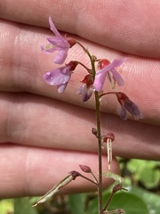 Desmodium incanum