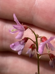 Desmodium incanum