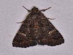 Coxina cinctipalpis