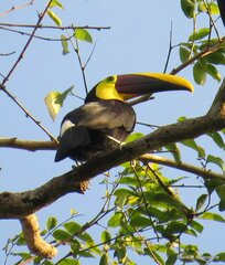 Ramphastos ambiguus