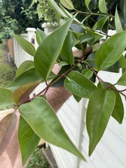 Ligustrum lucidum