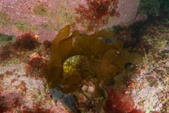 Undaria pinnatifida