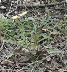 Pyrrhopappus pauciflorus
