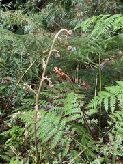 Lophosoria quadripinnata