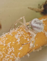 Misumenoides formosipes