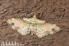 Chloroclystis sphragitis