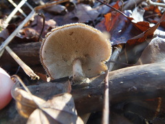 Lentinus