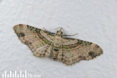 Chloroclystis sphragitis