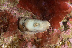 Fissurellidea
