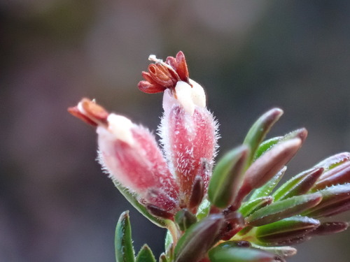 Erica atromontana