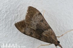 Uresiphita