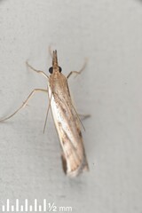 Orocrambus