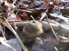 Lentinus