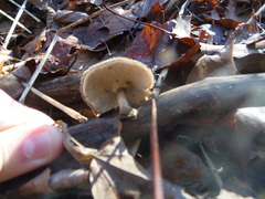 Lentinus