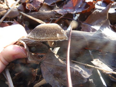 Lentinus