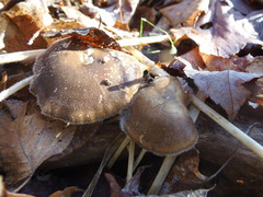 Lentinus