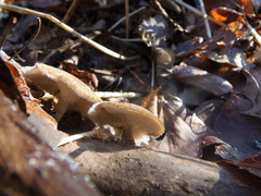 Lentinus