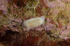 Diaulula punctuolata
