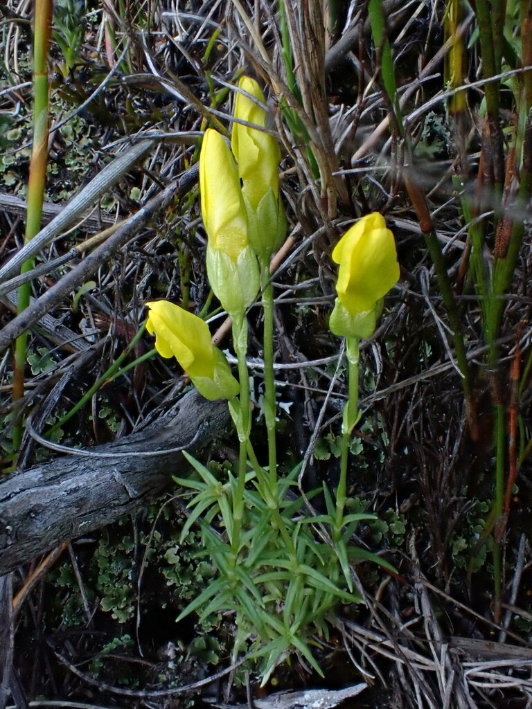 Sebaea amicorum