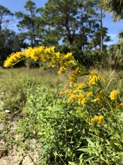 Solidago leavenworthii
