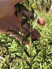 Solidago leavenworthii