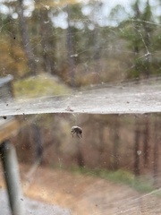 Lepyronia quadrangularis