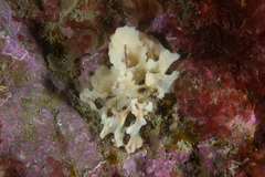 Calcarea