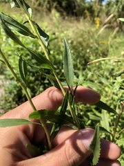 Solidago leavenworthii