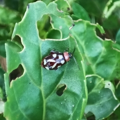 Omophoita