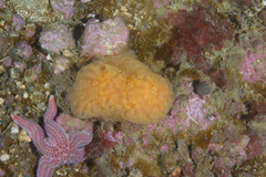Aplidium