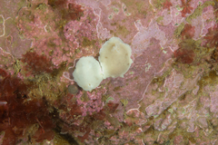 Diaulula punctuolata