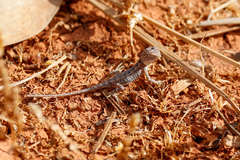 Agamidae