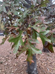 Quercus laevis