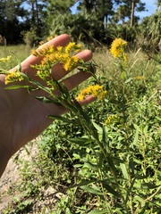 Solidago leavenworthii
